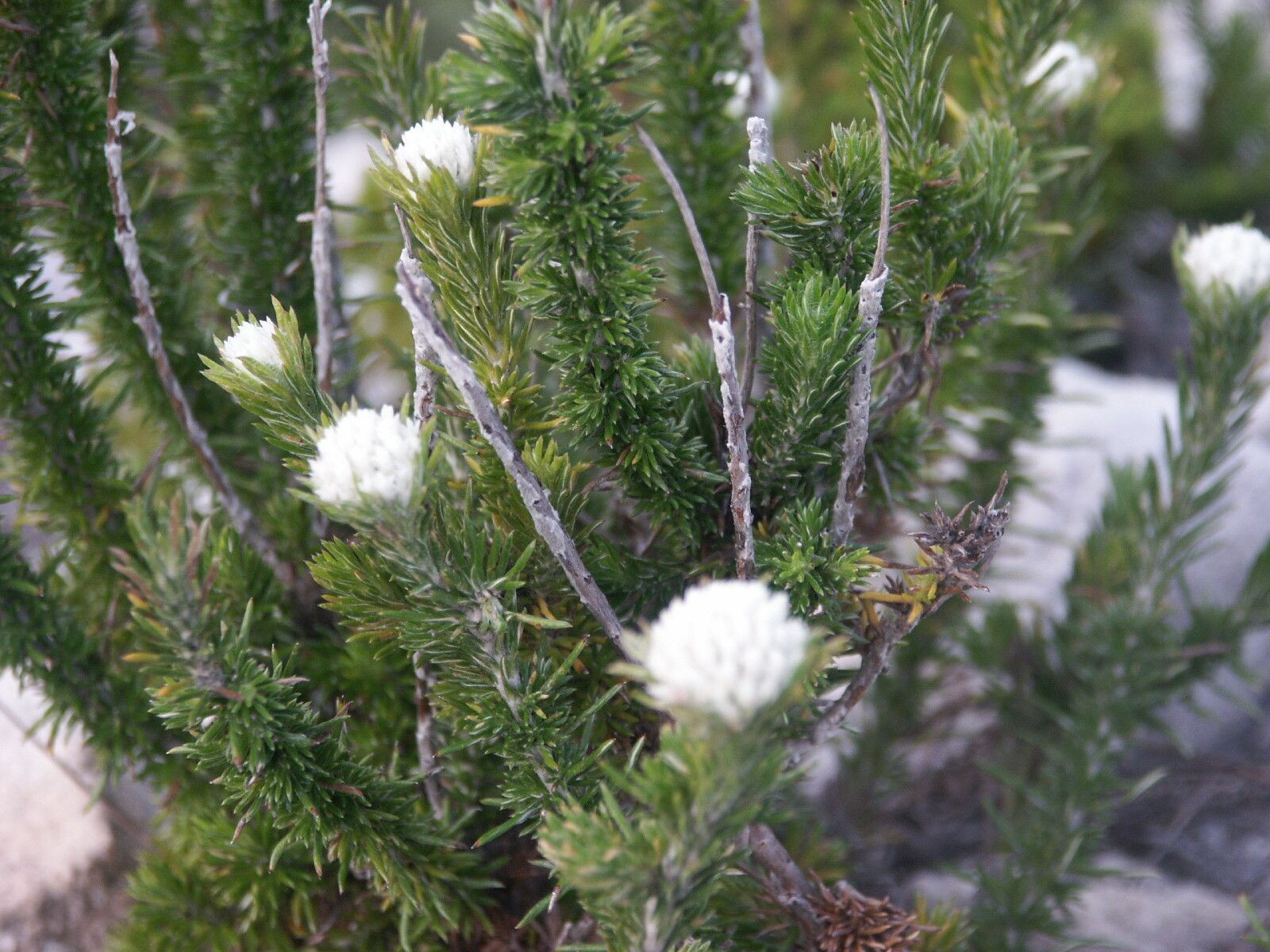 Metalasia umbelliformis — houseplant care guide