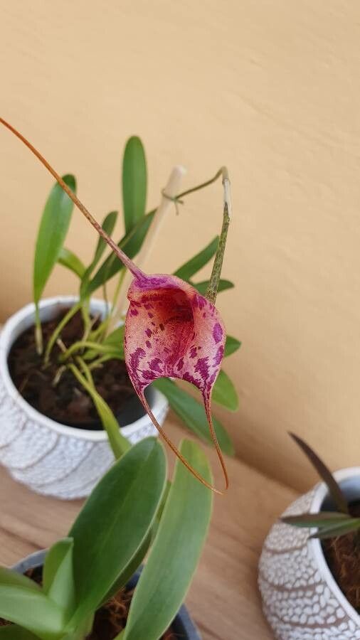 Masdevallia infracta — search result for 'Masdevallia'