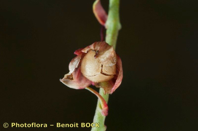 Helianthemum neopiliferum fruit