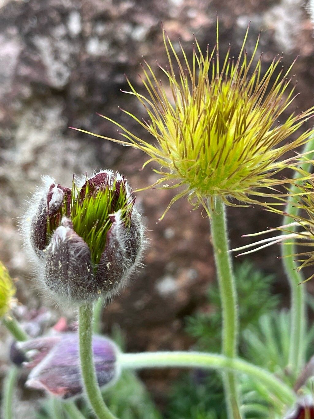 Pulsatilla ambigua fruit