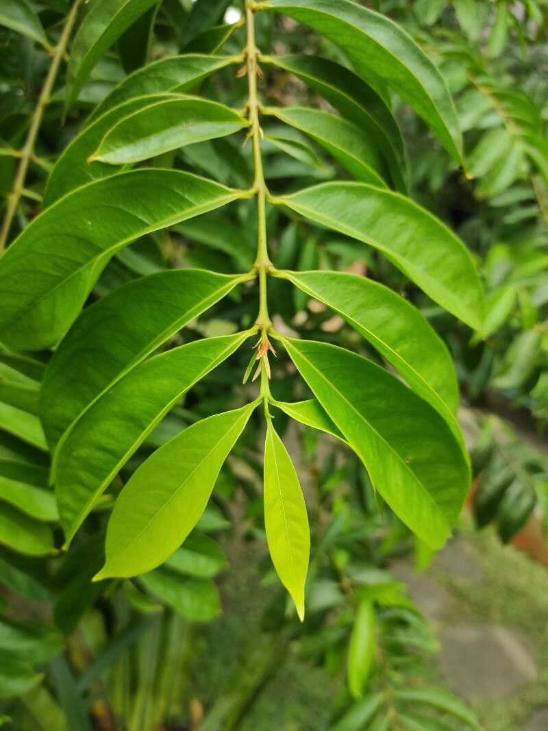 Phaleria macrocarpa leaf