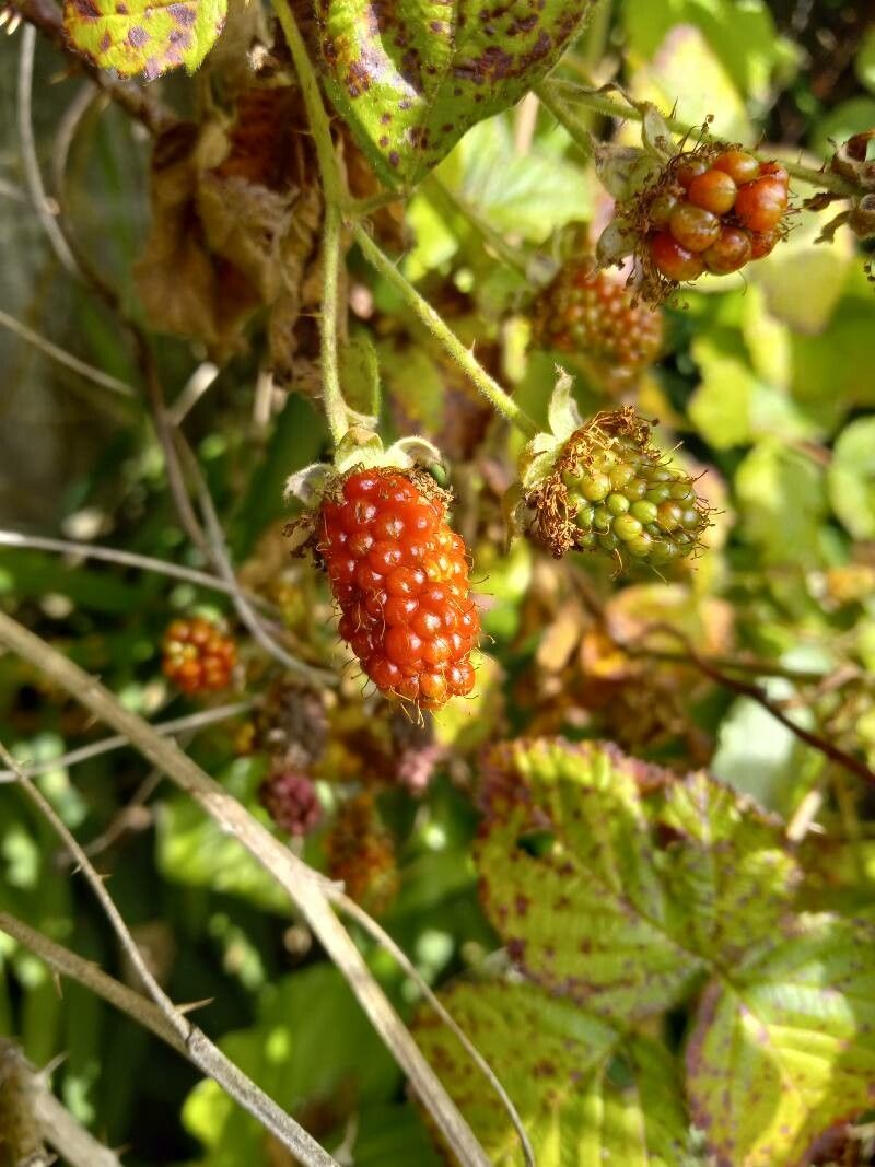 Rubus ferocior fruit