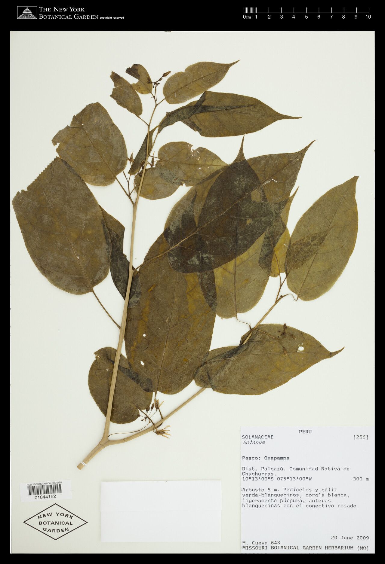 Solanum oxyphyllum — houseplant care guide