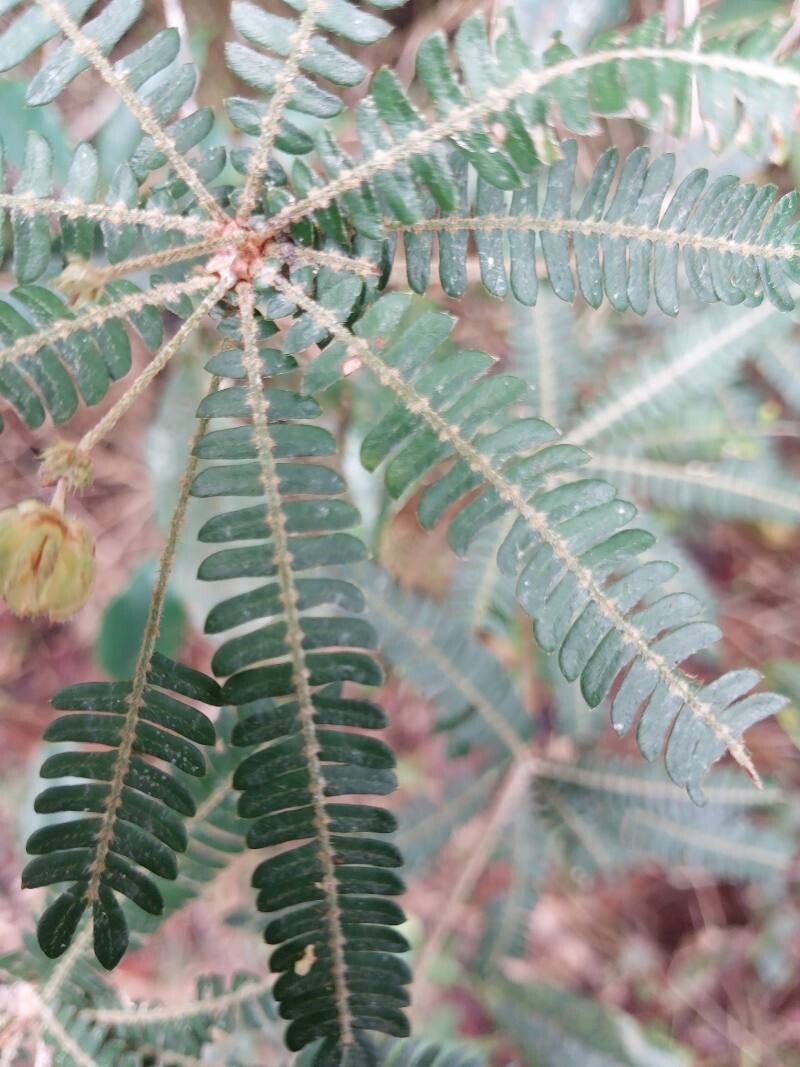 Biophytum aeschynomenifolia leaf
