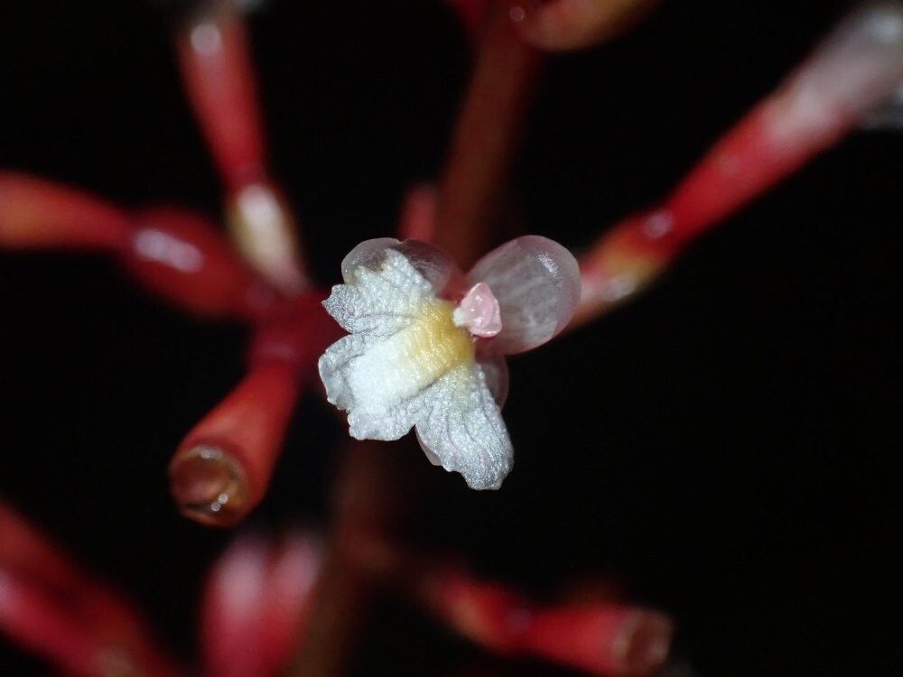 Renealmia africana — related species from the same genus