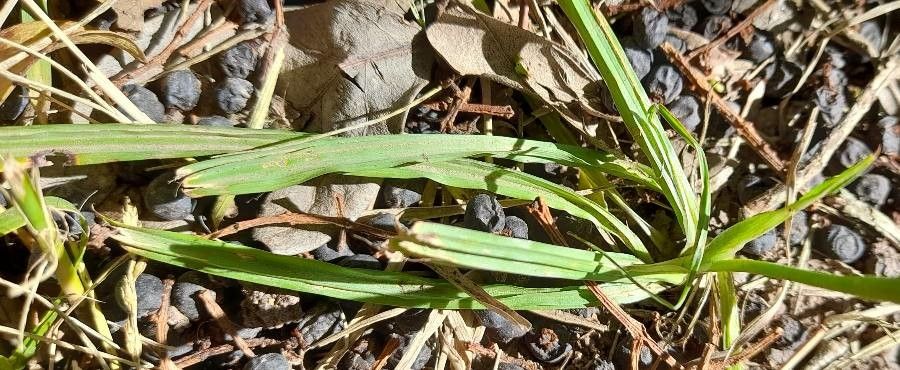 Herbertia lahue — houseplant care guide