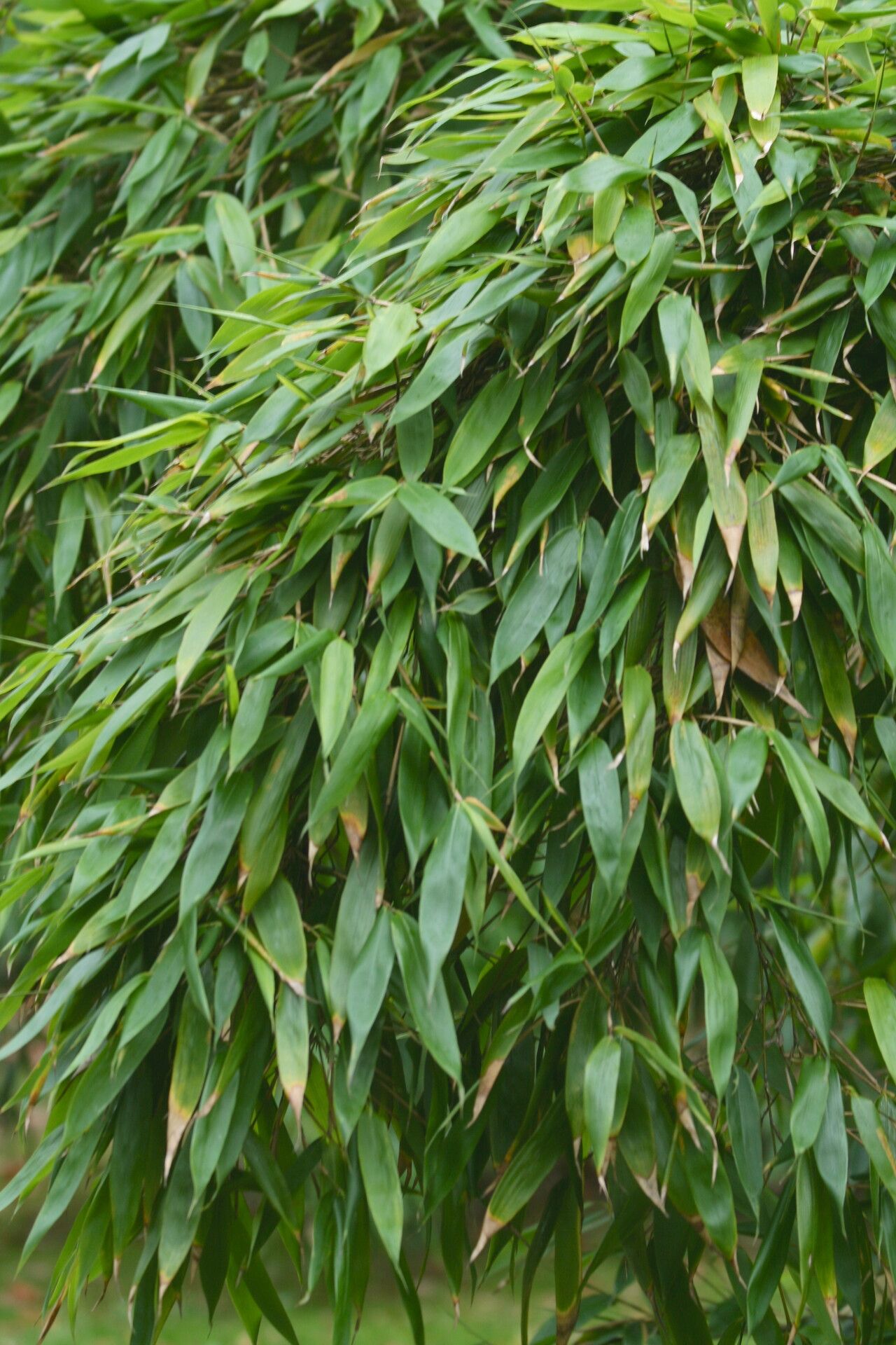 Sinobambusa intermedia leaf