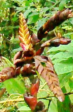 Vriesea itatiaiae flower