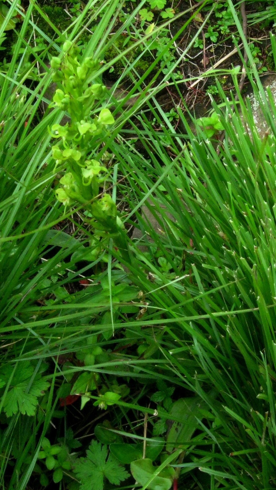 Habenaria obovata habit