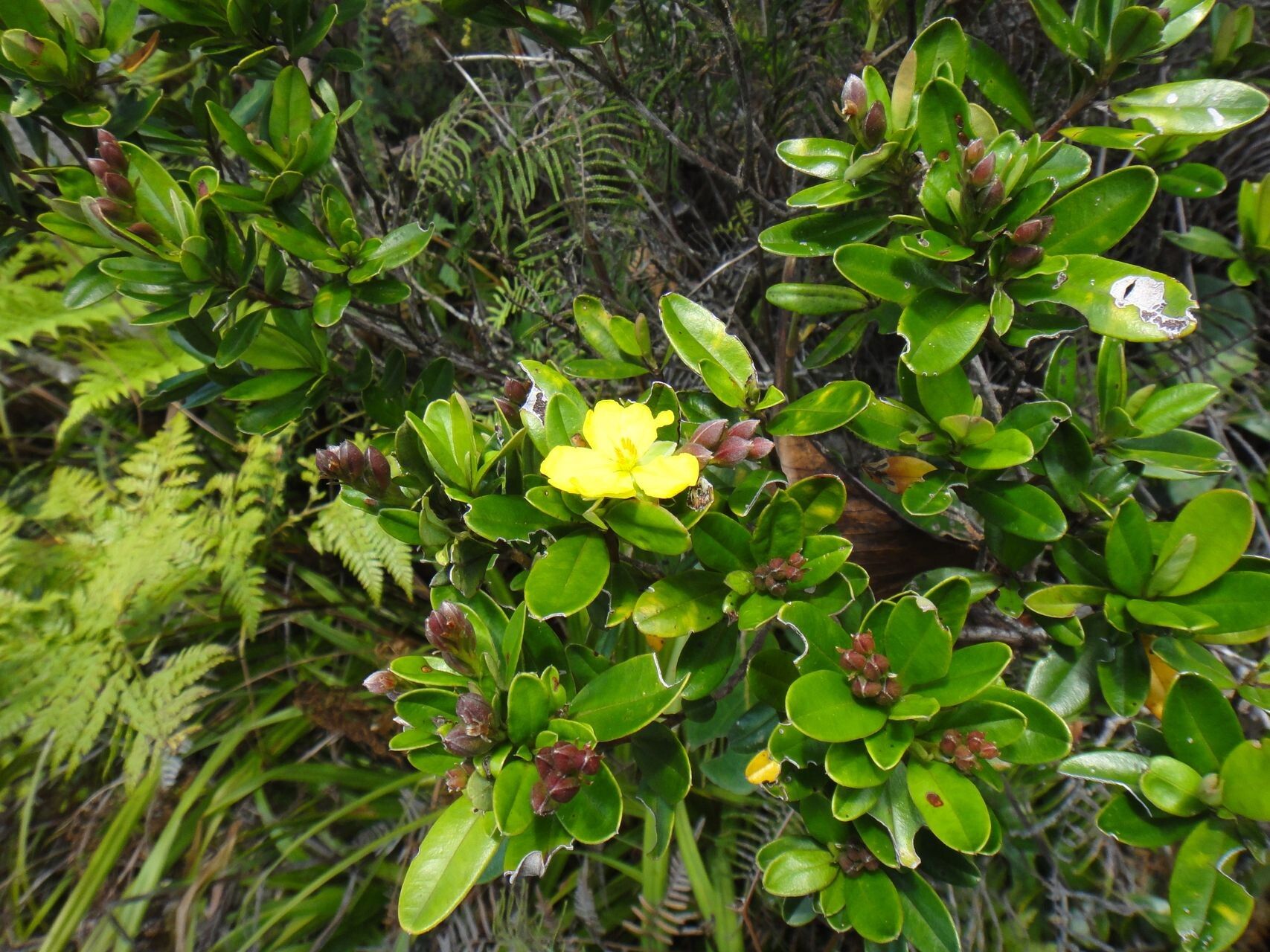 Hibbertia altigena habit