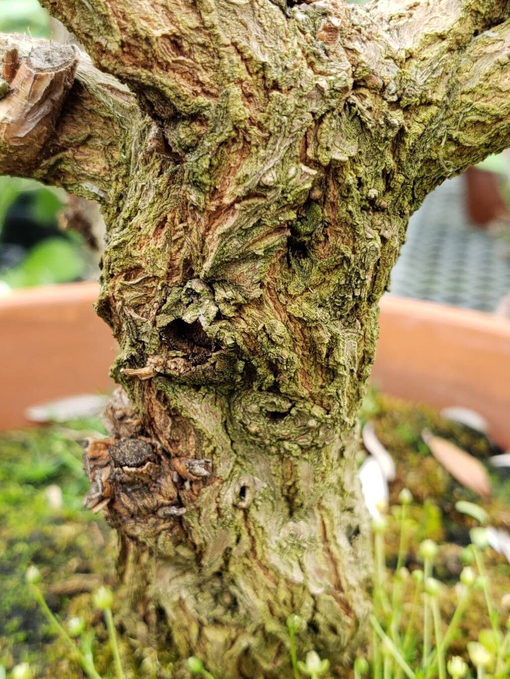 Westringia brevifolia bark