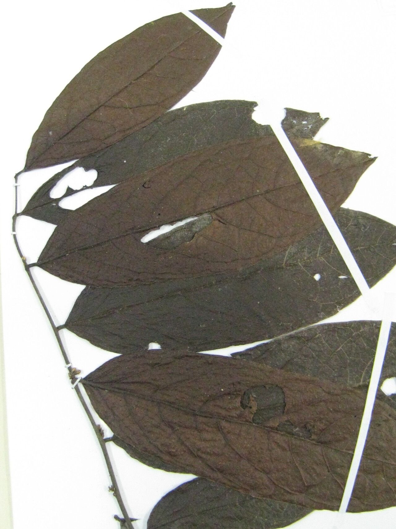 Diospyros ropourea — houseplant care guide