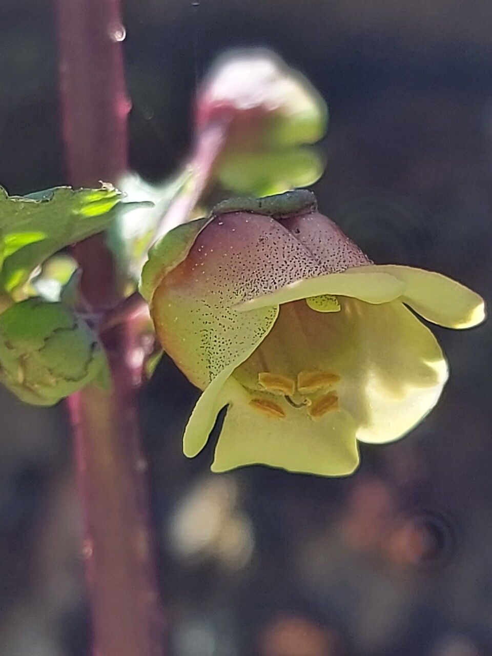 Scrophularia trifoliata flower