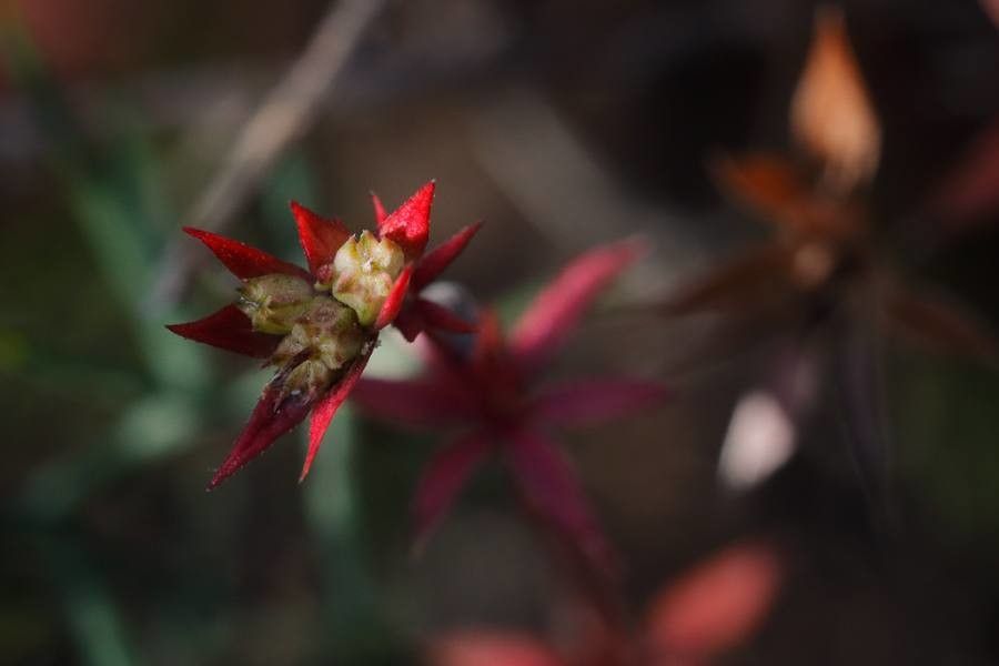 Sedum caespitosum flower