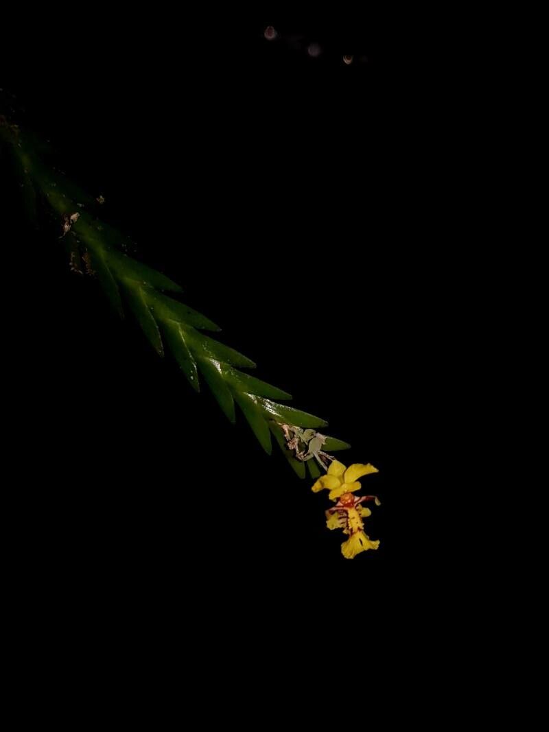 Lockhartia amoena flower