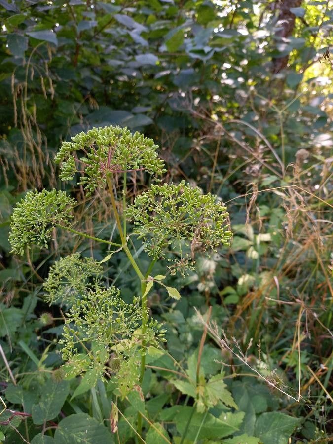 Angelica atropurpurea fruit