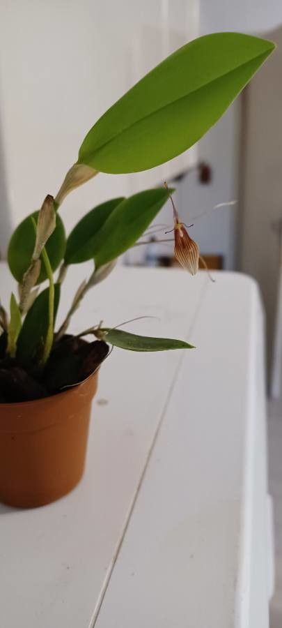 Restrepia trichoglossa habit