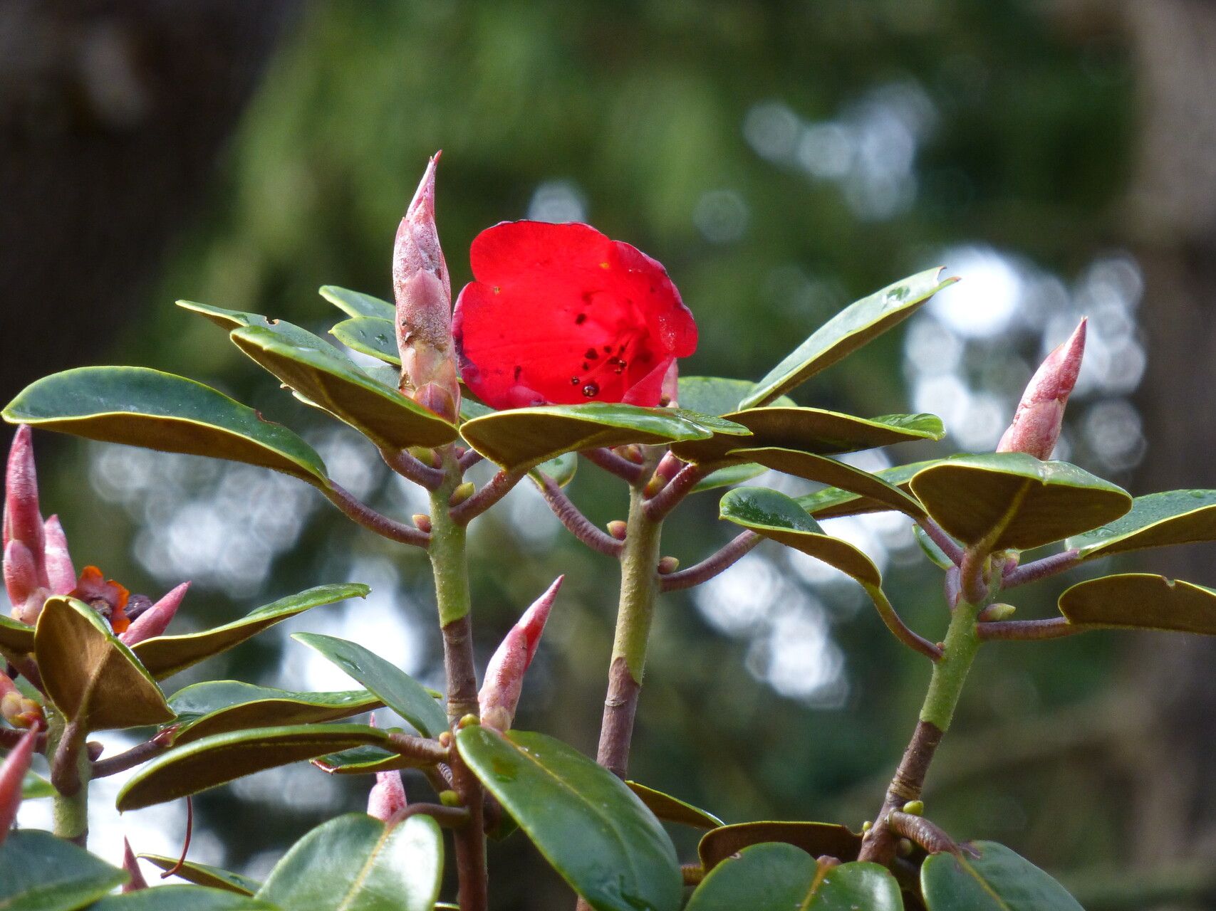 Rhododendron sherriffii leaf