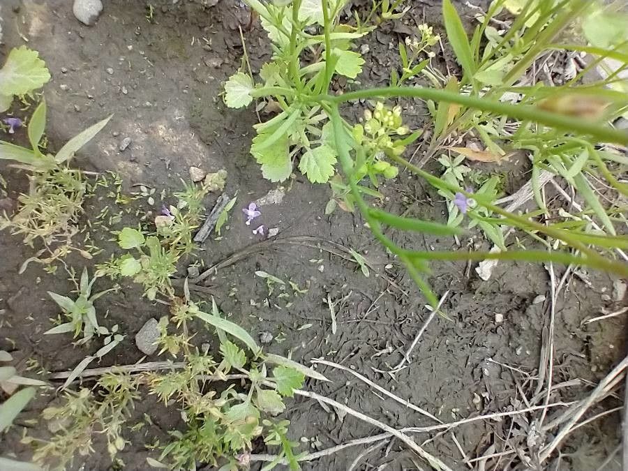 Nuttallanthus floridanus leaf