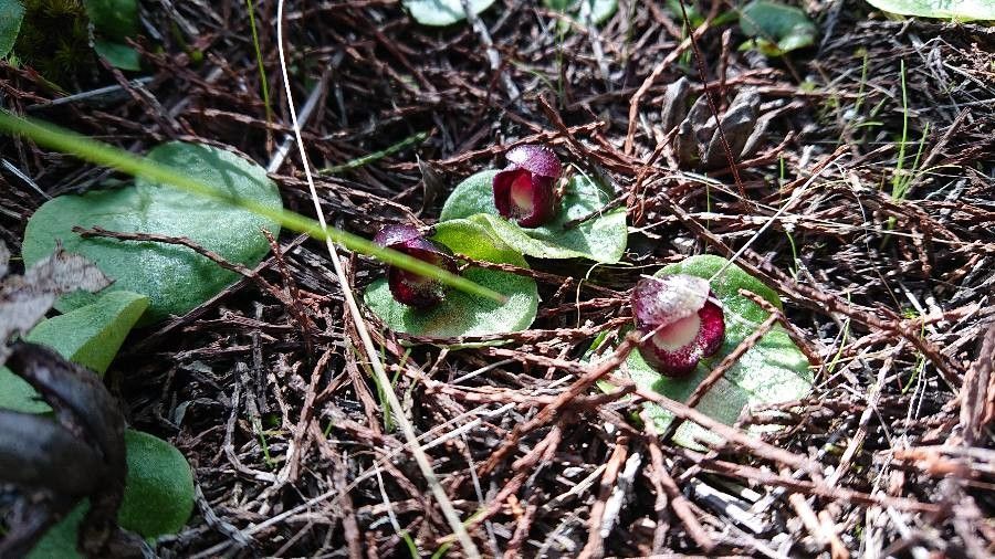 Corybas diemenicus — related species from the same genus