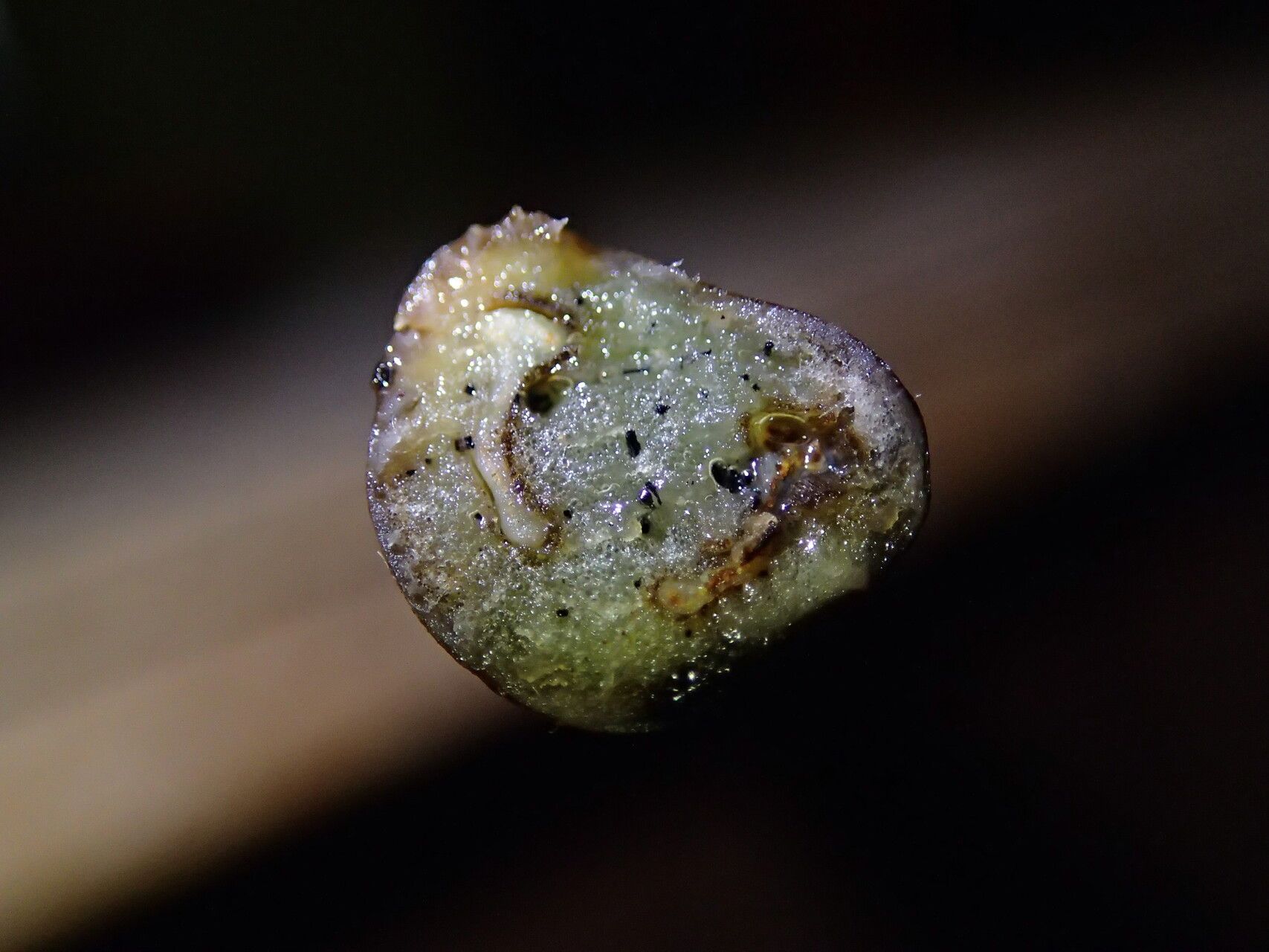 Thelypteris madagascariensis other