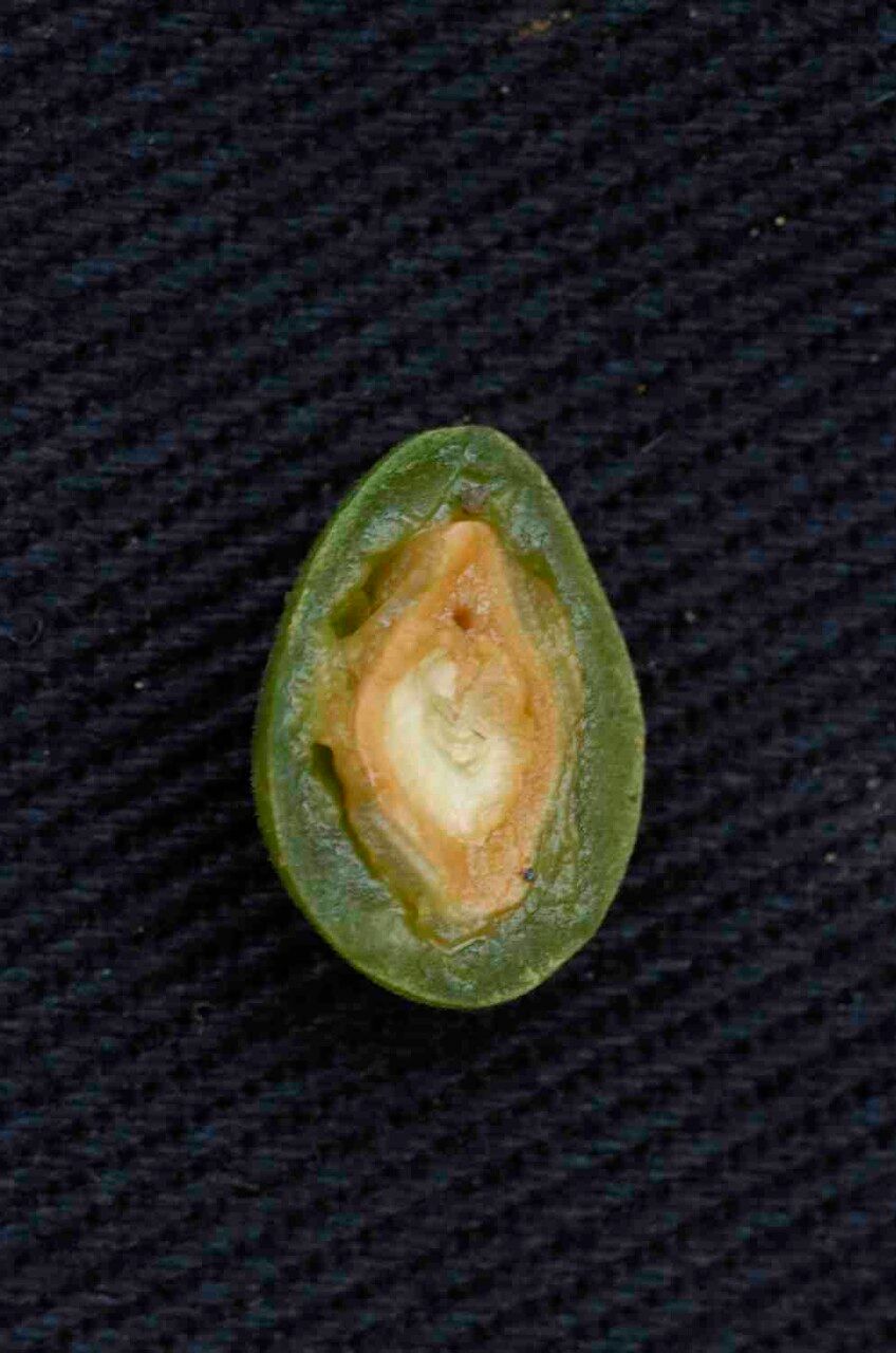 Mendoncia velloziana fruit