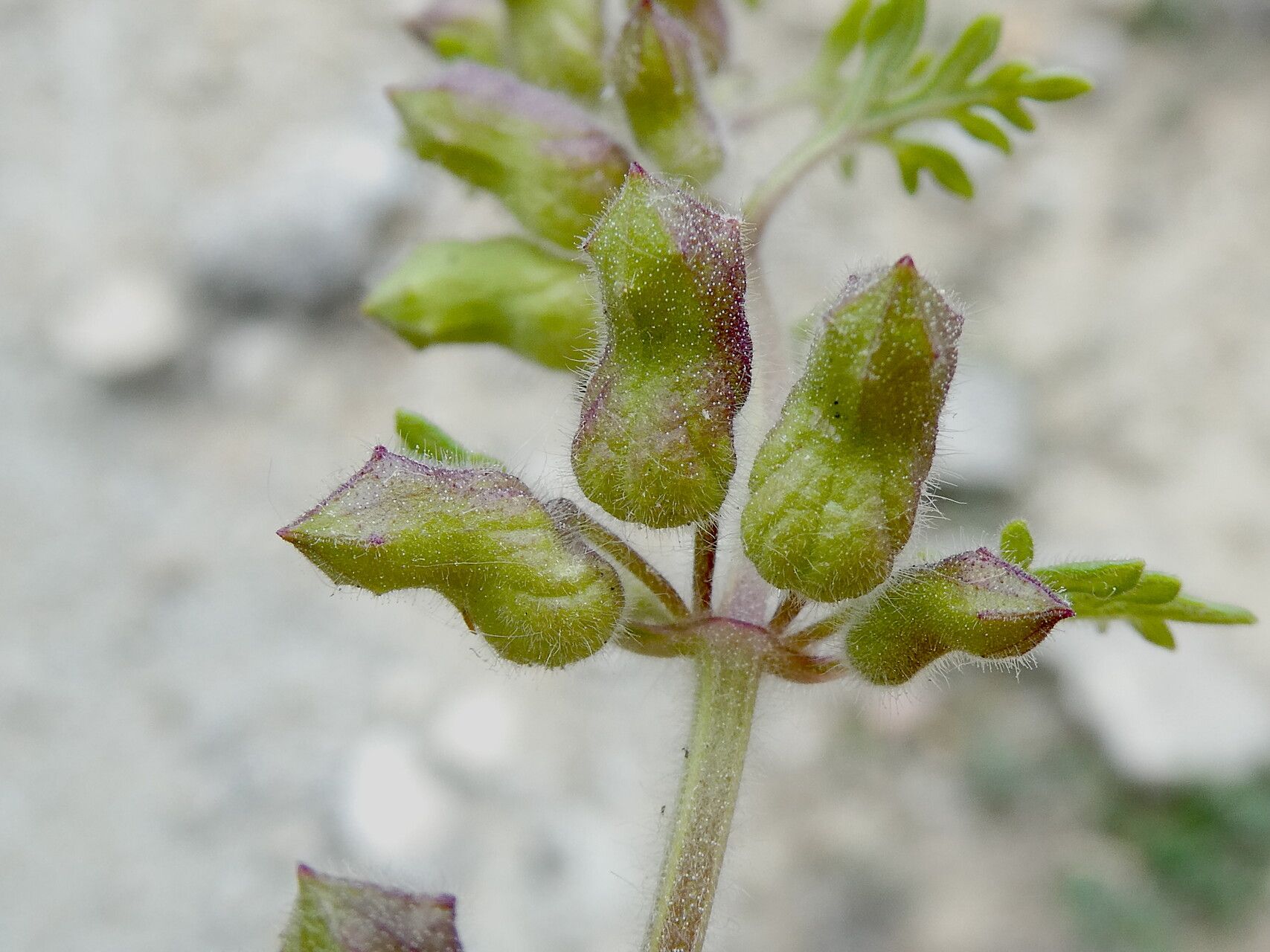Teucrium botrys fruit