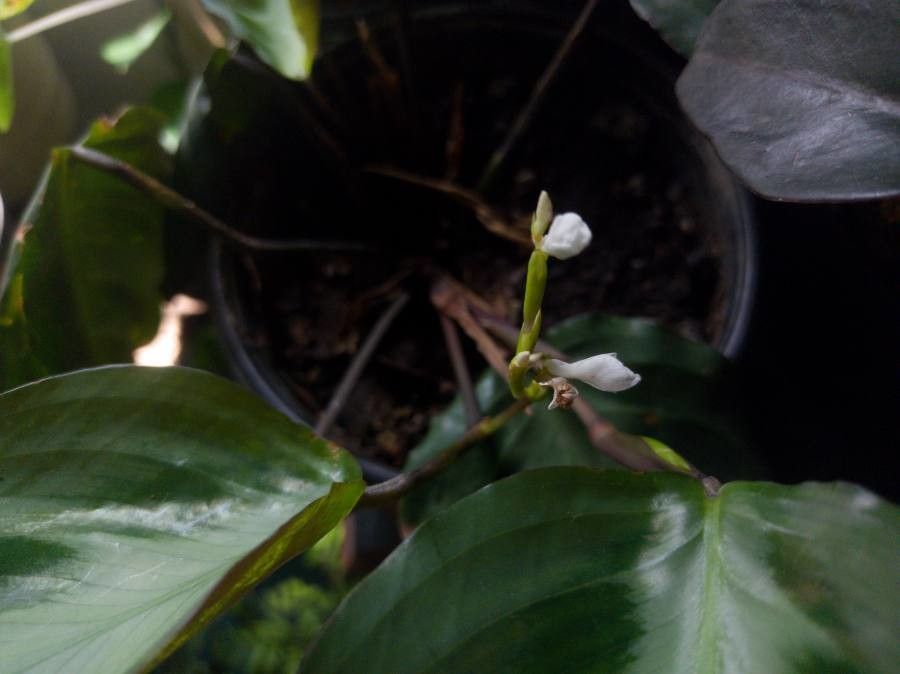 Maranta cristata flower