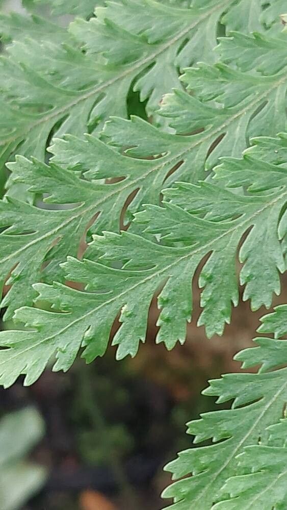 Parapolystichum microsorum leaf
