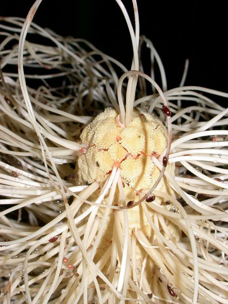 Carludovica sulcata flower