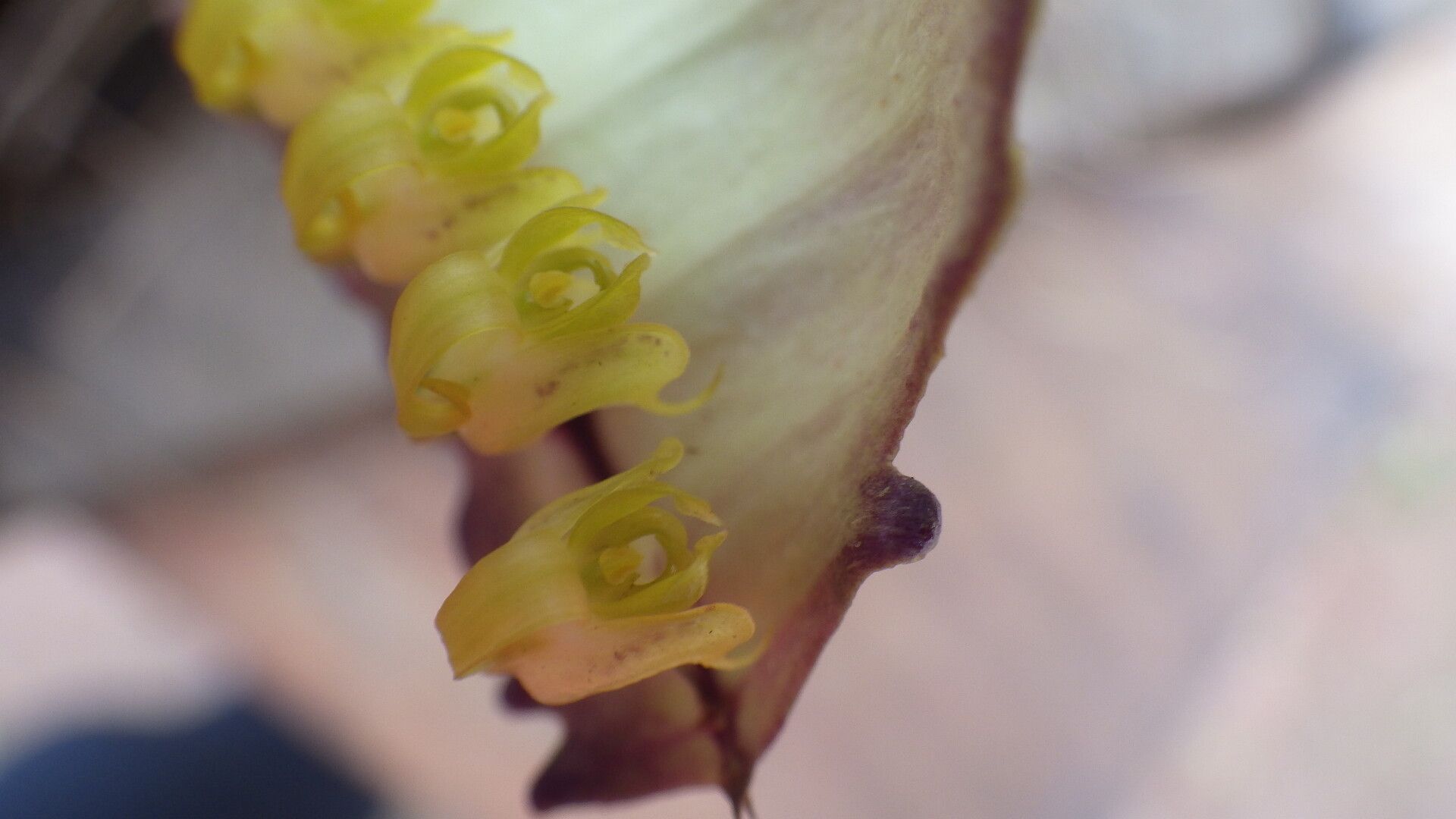Bulbophyllum renkinianum flower