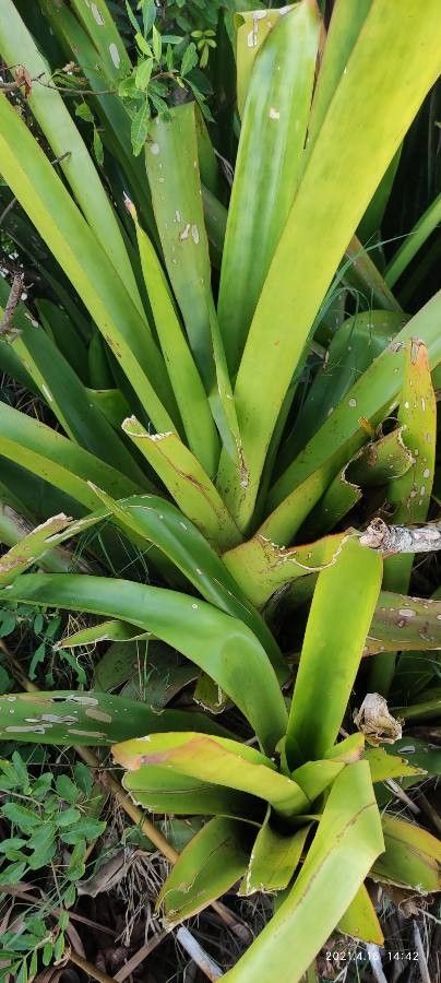Tillandsia anceps — search result for 'Trinidad and Tobago'