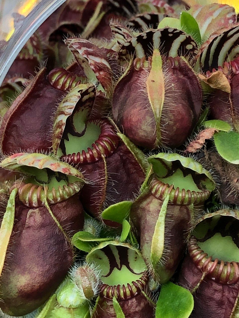 Cephalotus follicularis habit