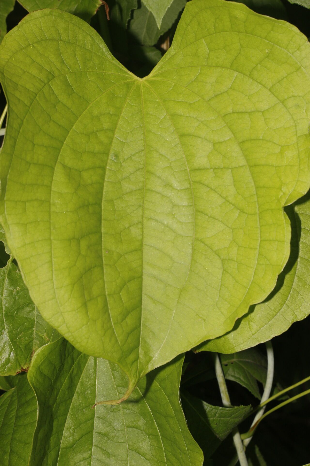 Dioscorea urophylla — houseplant care guide