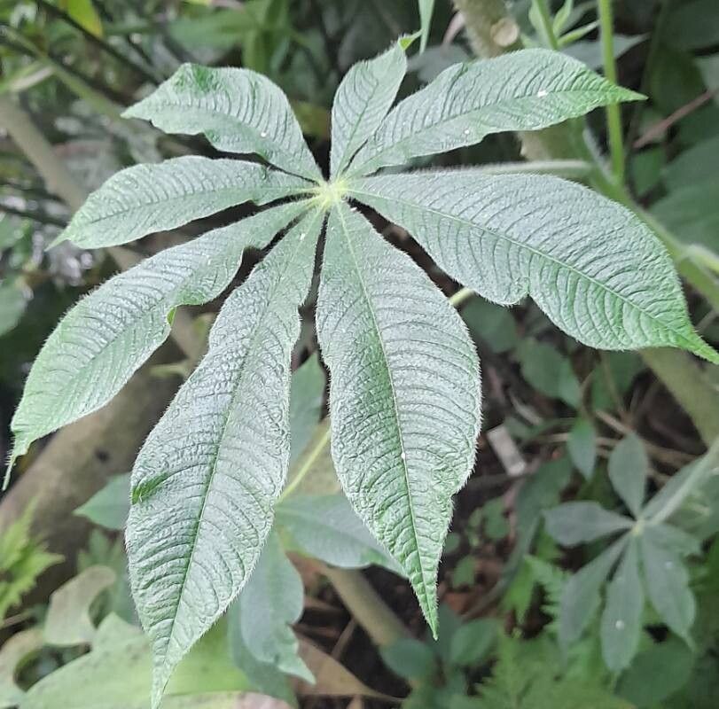 Cleome gigantea — search result for 'Cleome'