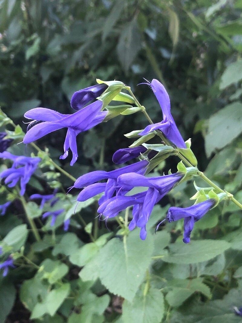 Salvia guaranitica flower