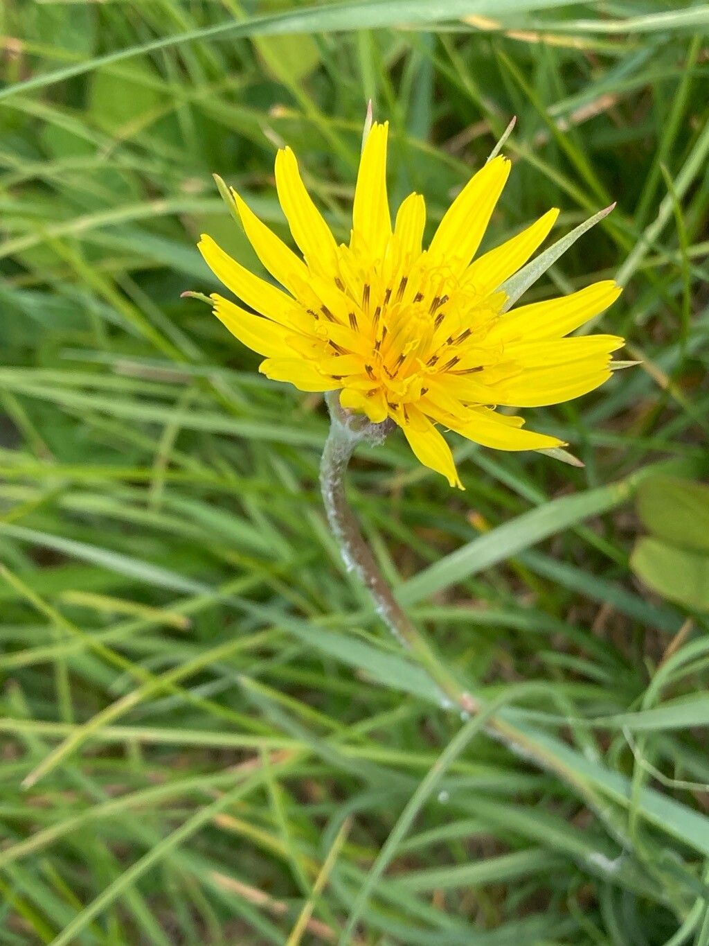 Tragopogon tommasinii — search result for 'Tragopogon'