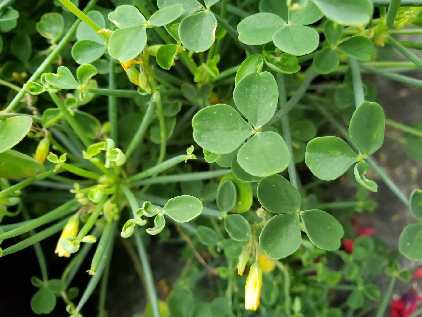 Oxalis teneriensis leaf