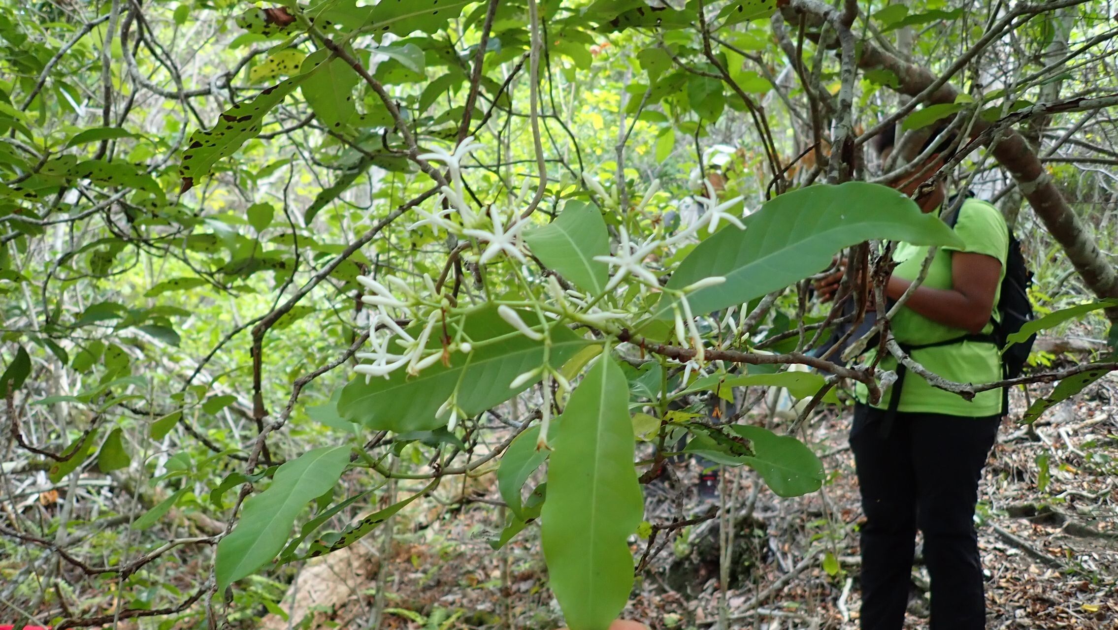 Psychotria canalensis — houseplant care guide