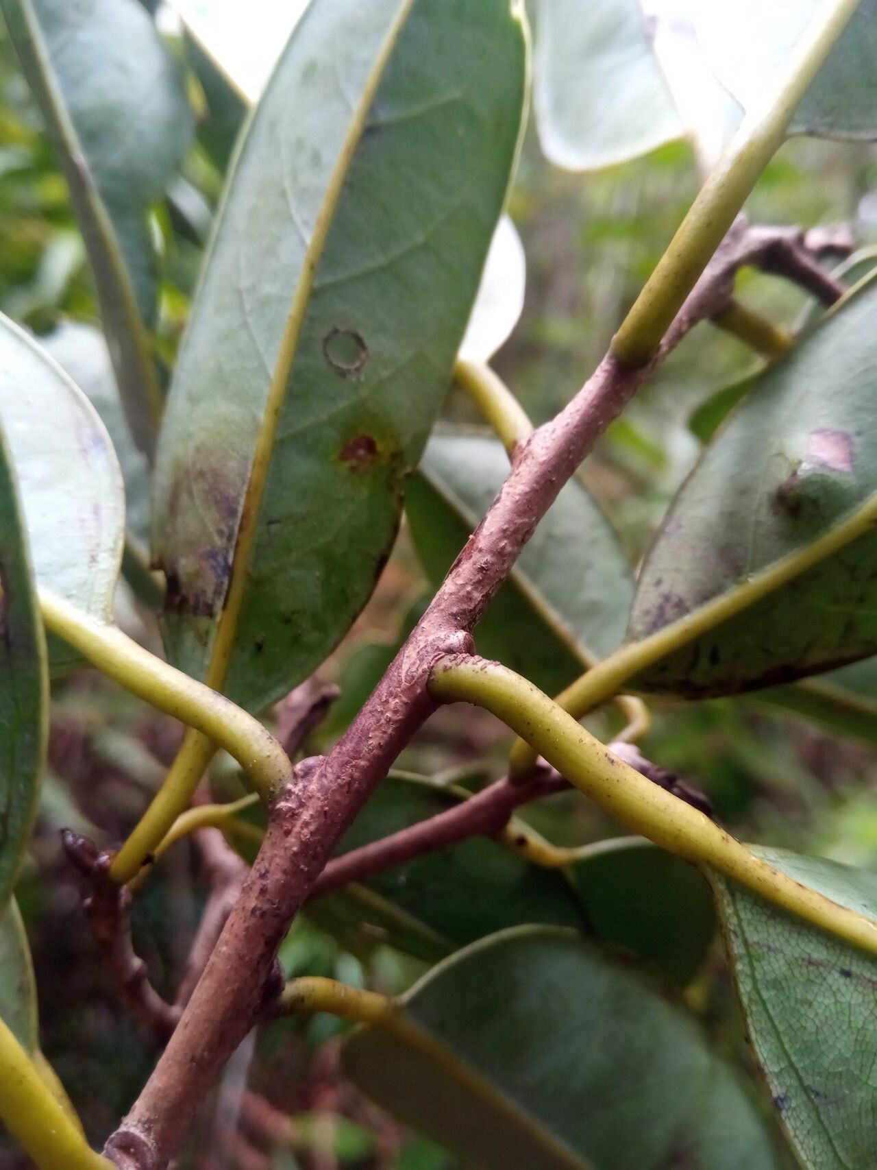 Cryptocarya litoralis leaf