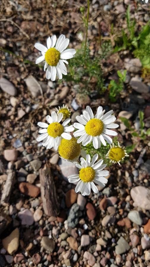 Matricaria recutita flower