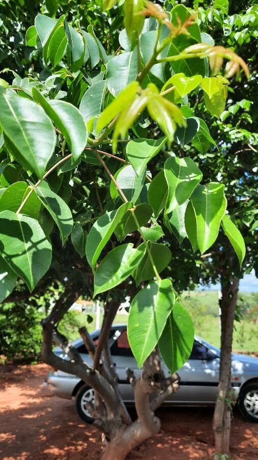 Spondias tuberosa — search result for 'Spondias'