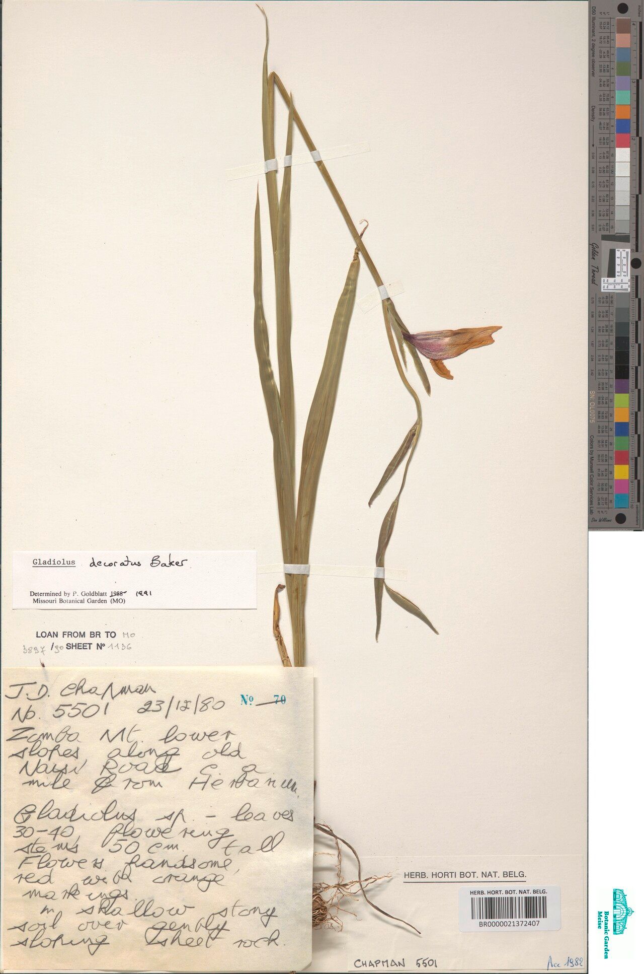 Gladiolus puberulus — search result for 'Gladiolus'
