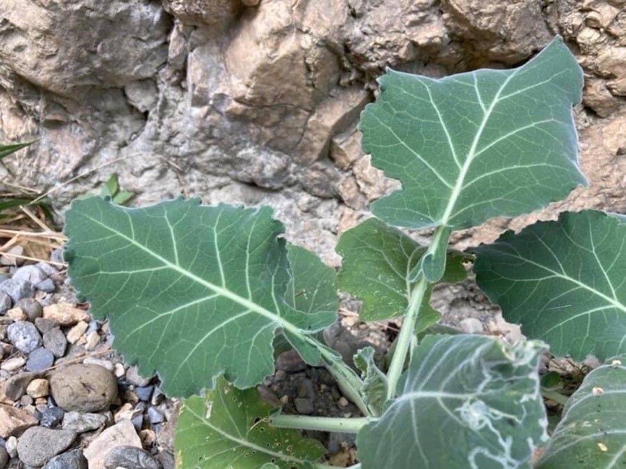 Brassica incana leaf