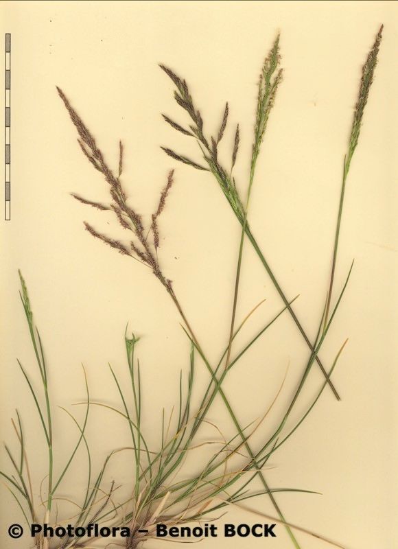 Puccinellia festuciformis other