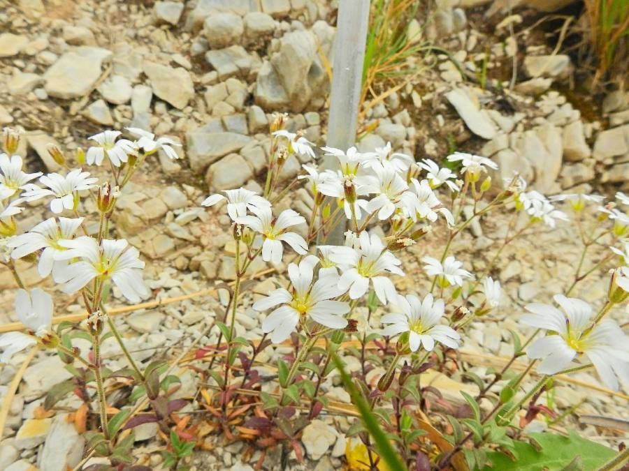 Cerastium apuanum flower