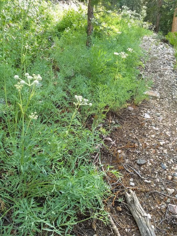 Angelica capitellata habit