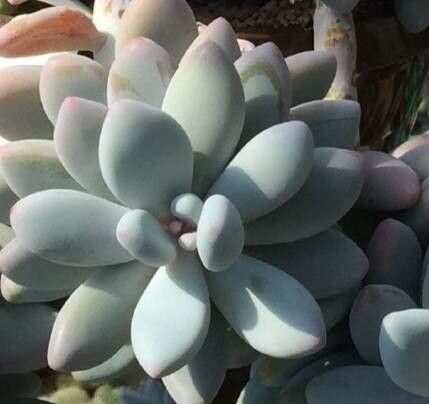 Pachyphytum brachetii
