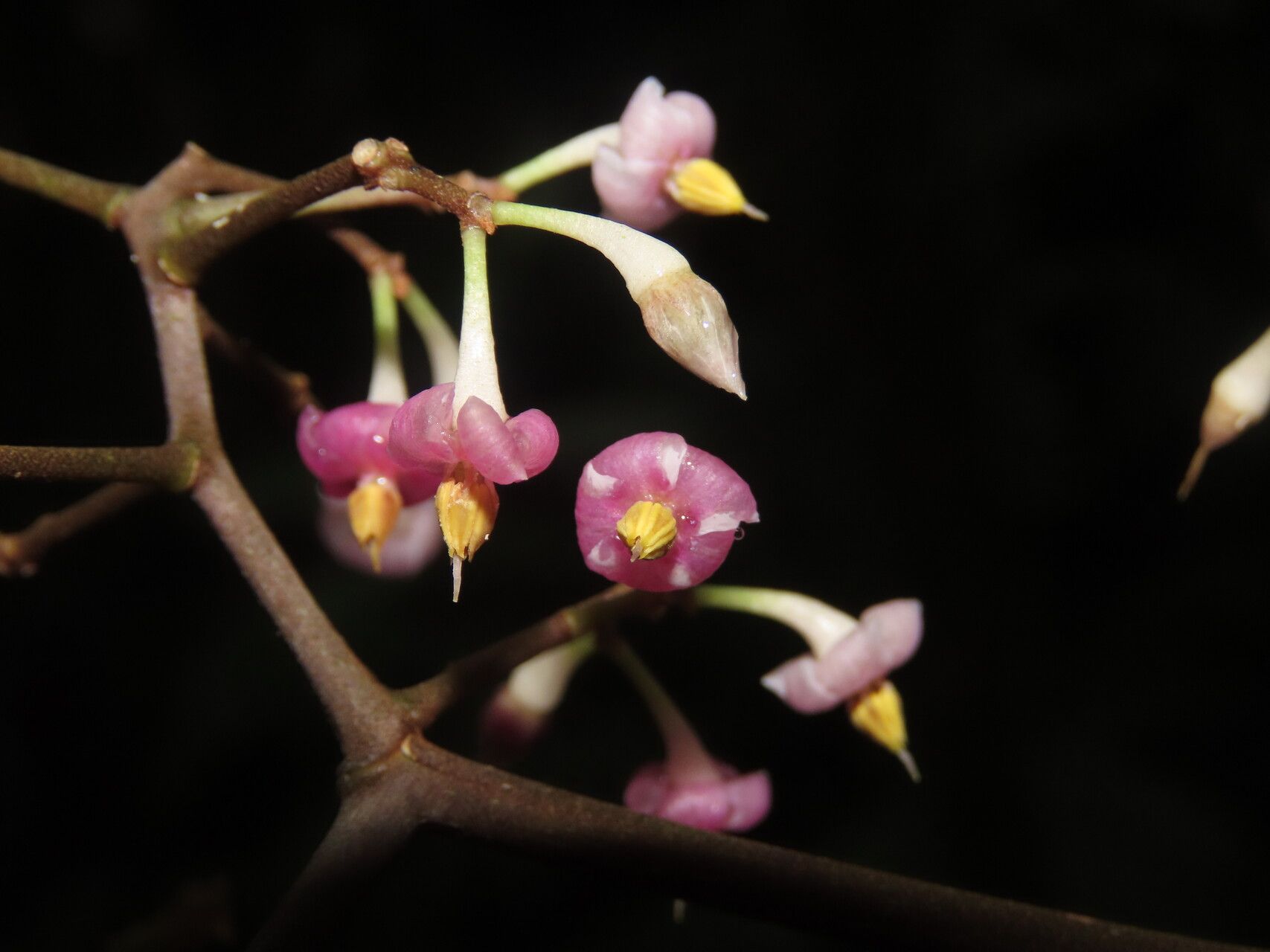 Ardisia auriculata flower