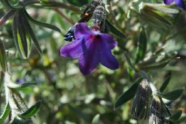 Lithodora fruticosa leaf